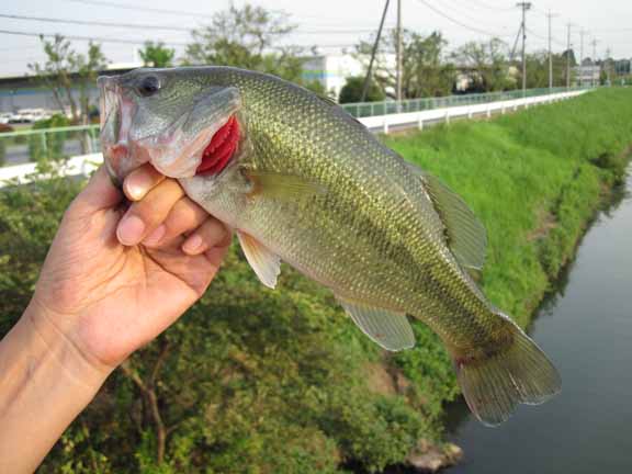 中川遡上 根掛かりバサーの釣行記