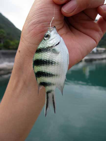 渡嘉敷島 根掛かりバサーの釣行記