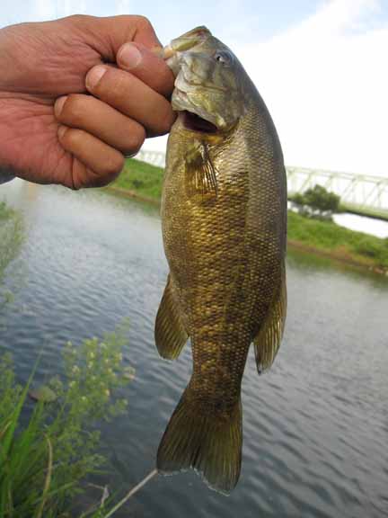 さくらそう水門 根掛かりバサーの釣行記