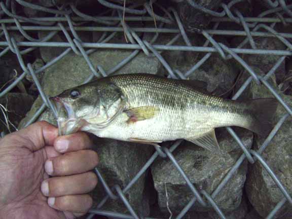 まだまだ埼玉野池 根掛かりバサーの釣行記